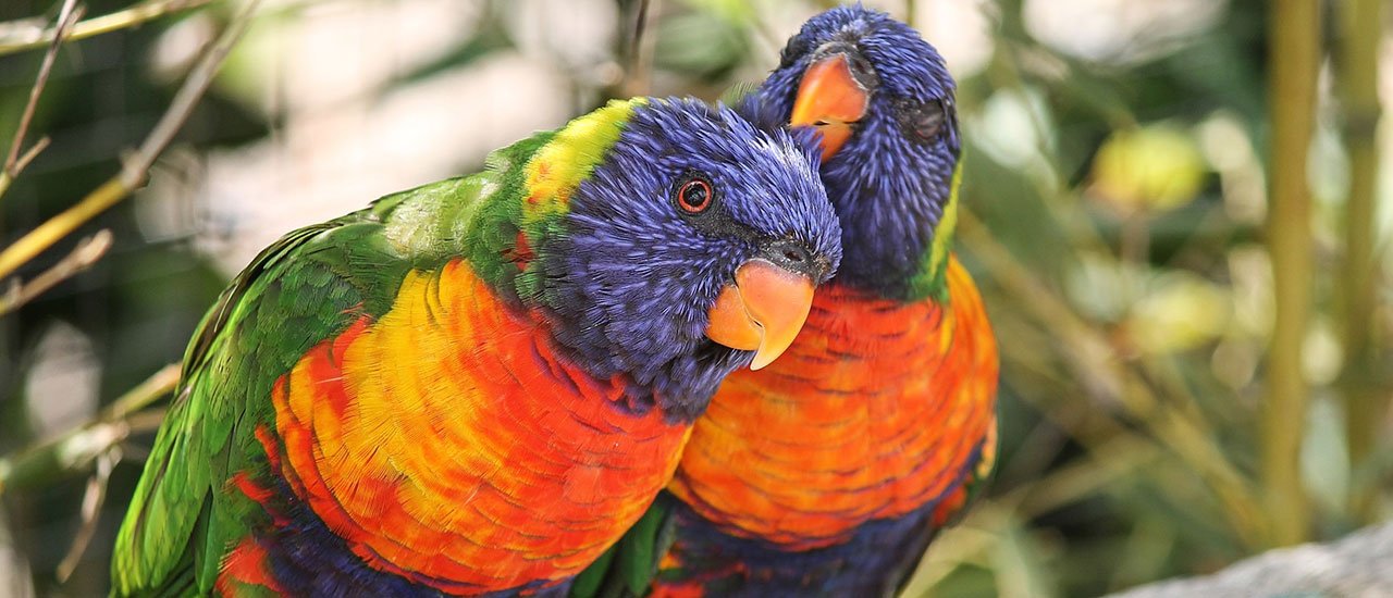 طوطی های لوری و لوریکیت رنگارنگ ترین طوطی ها و بومی استرالیا هستند.