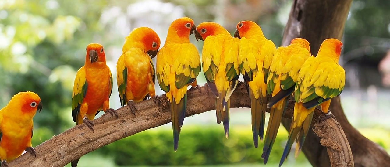 طوطی های کانور خورشیدی پرنده های بسیار فعالی هستند